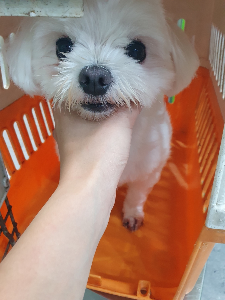 펫앤쉘터동물병원_441378202401109